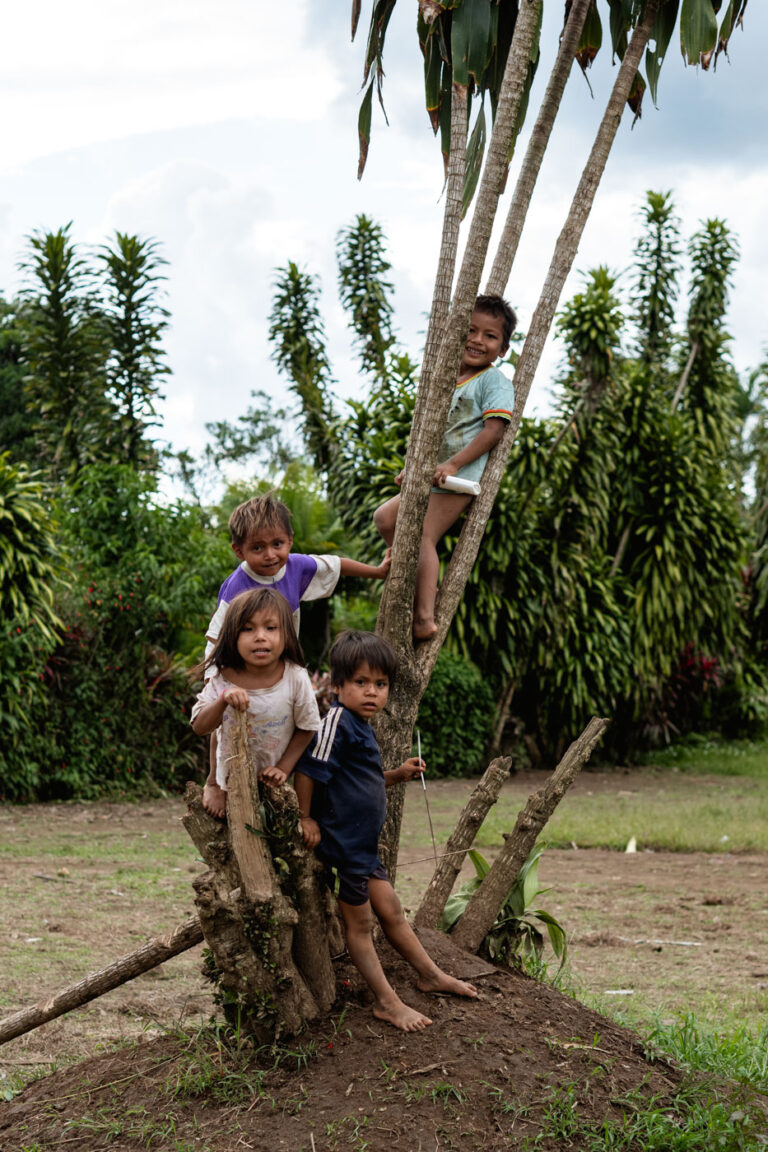Achuar children climbing a large jungle tree near their home in the Amazon