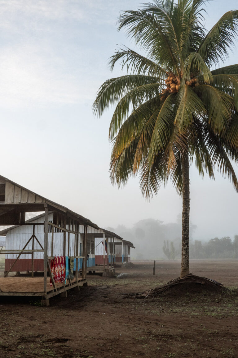 Palm tree next to a wooden stilt house along an Amazonian riverbank, Ecuador.
