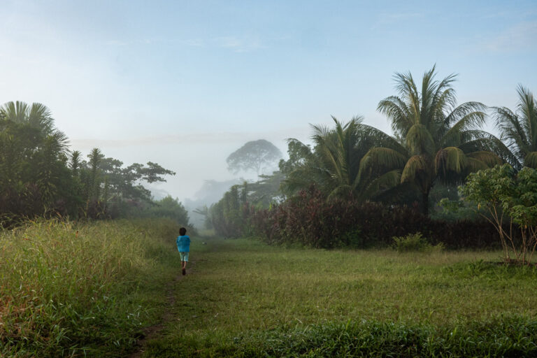 Misty morning in the Amazon jungle, lush vegetation and humid atmosphere.