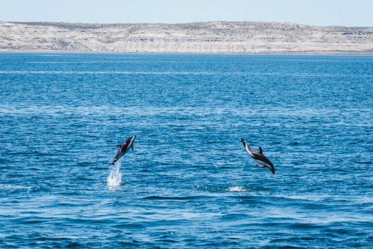 Playful blue and white dolphins emerging from the turquoise waters near Puerto Pirámides, Argentina
