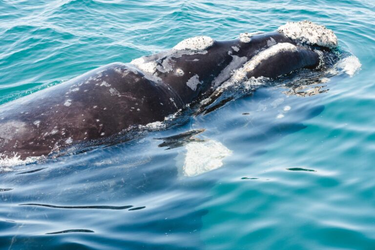 Close-up of a southern right whale swimming in the ocean at Puerto Piramides, Argentina.