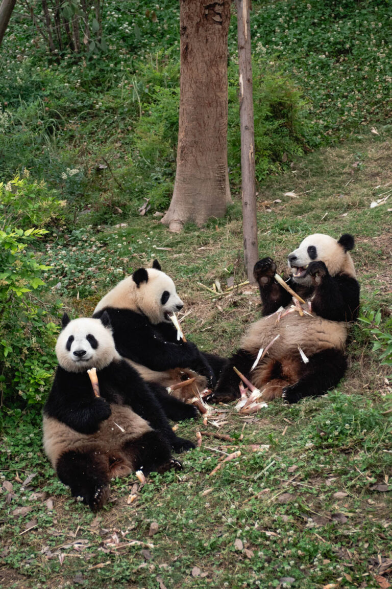 Three giant pandas eating bamboo in Sichuan sanctuary, China.