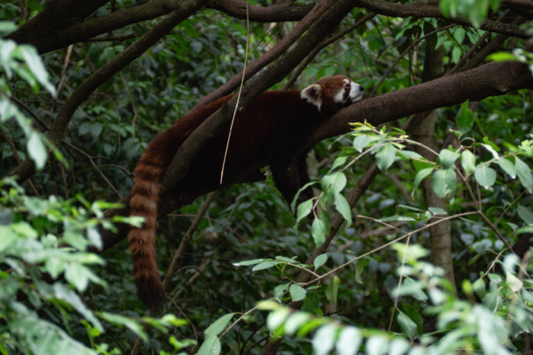 Sichuan, China - 2025