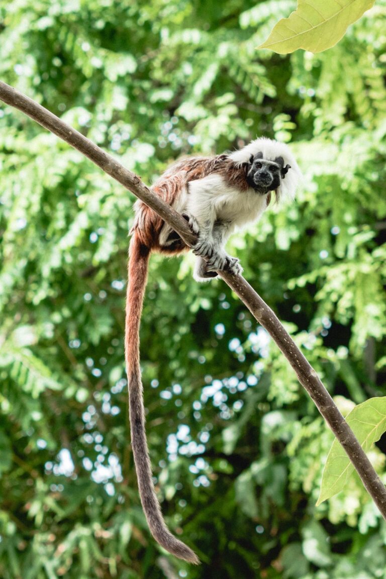 cotton-top tamarin monkey climbing on tree branches surrounded by lush greenery in Cartagena, Colombia