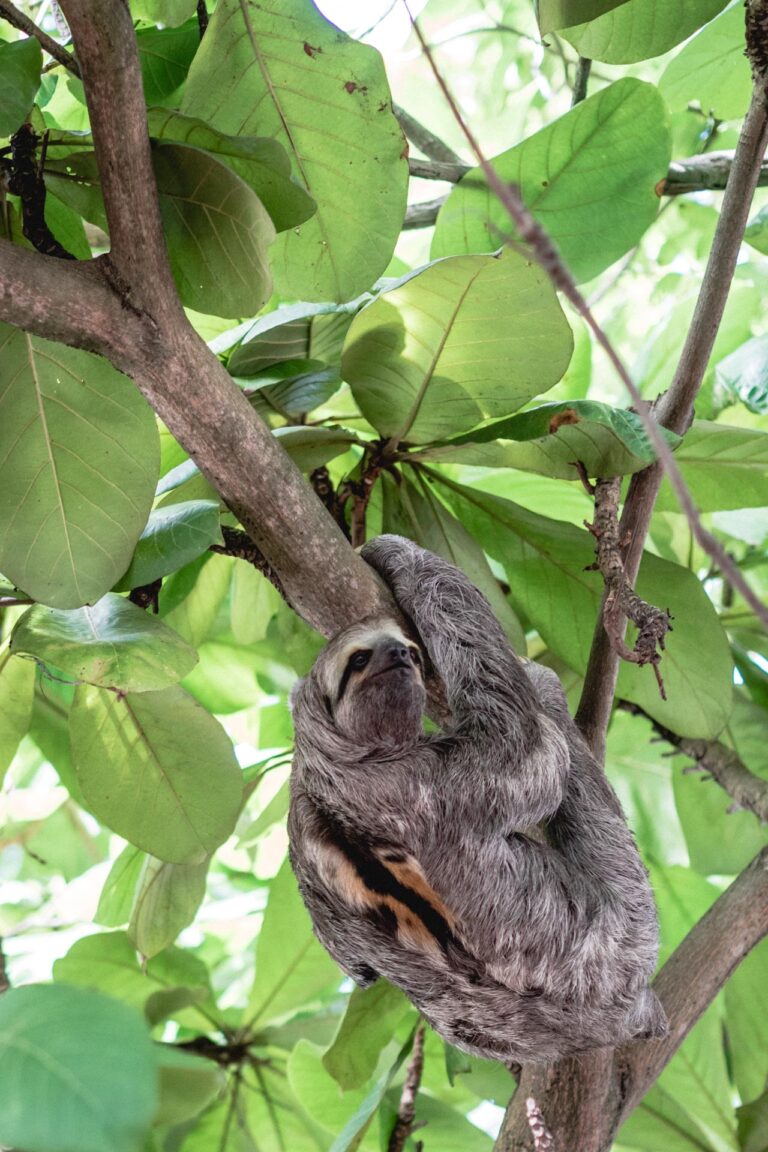Sloth hanging upside down on a branch, resting in a tropical setting in Cartagena, Colombia.