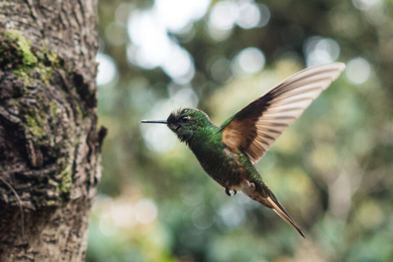 Hummingbird hovering near a flower with wings in motion at Valle del Cocora, Colombia.