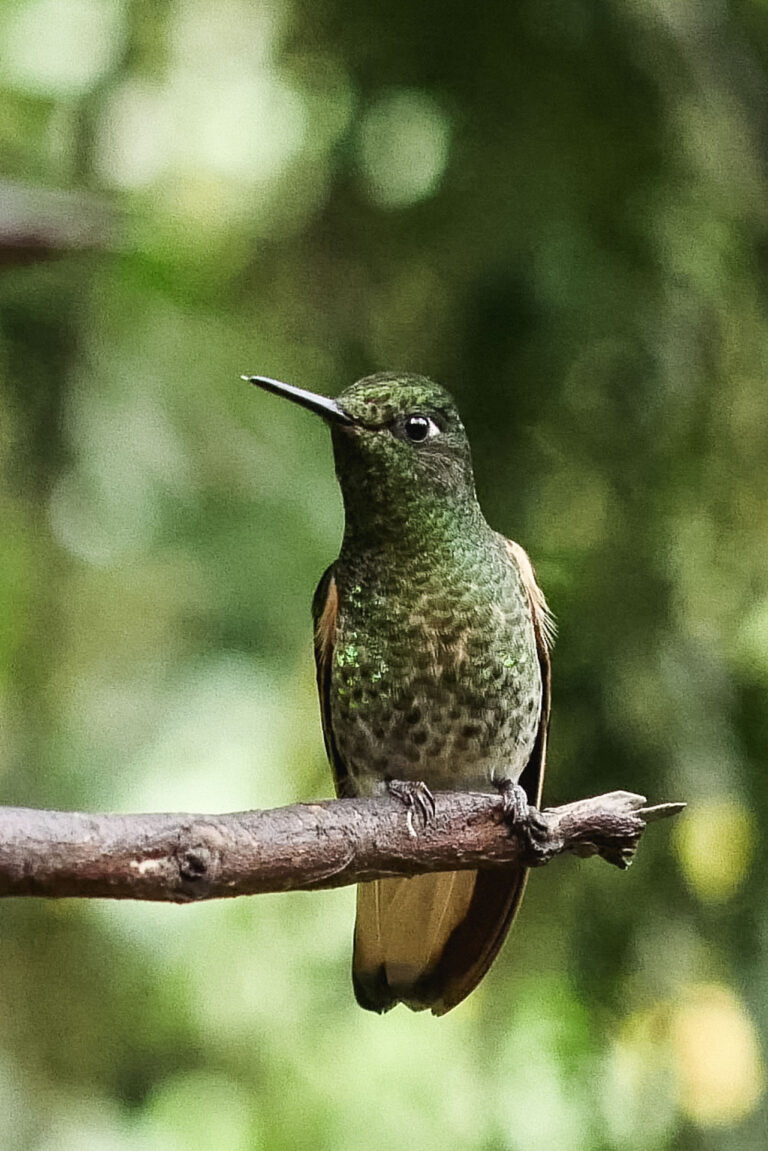 Hummingbird perched on a branch, gazing into the distance in the cloud forests of Valle del Cocora, Colombia.