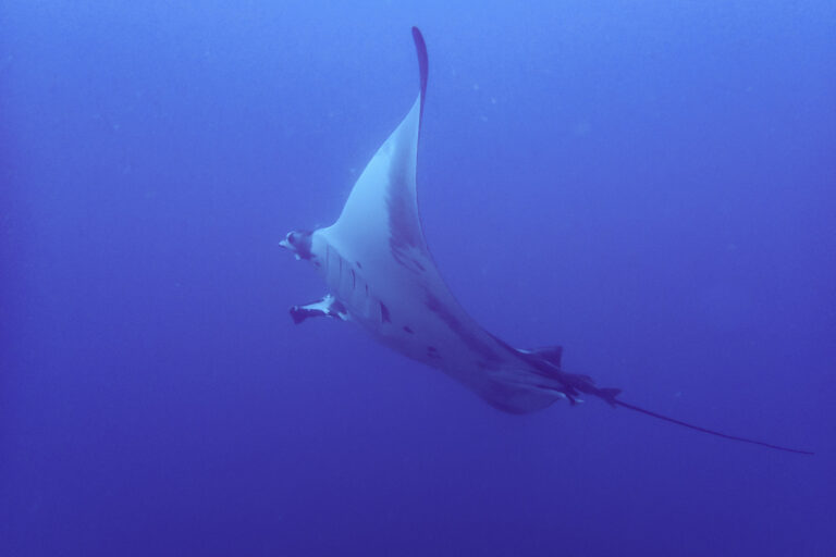 manta ray swimming gracefully in the deep blue waters near Bat Islands, Costa Rica.