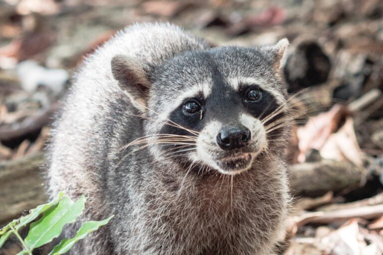 Raccoon standing on forest ground with curious eyes in Cahuita National Park, Costa Rica.