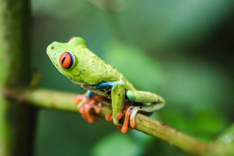 Red-eyed tree frog perched on a green leaf near the Arenal Volcano in Costa Rica.