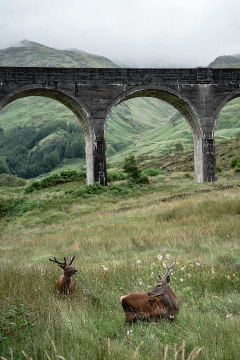 Two deer grazing in the grass near Glenfinnan Viaduct, Scotland, surrounded by rolling hills.