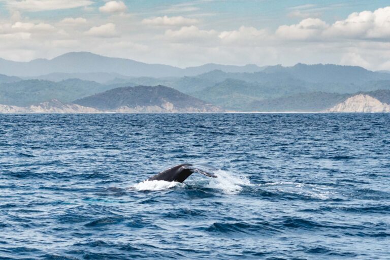 Humpback whale breaching the ocean surface near Puerto Lopez, Ecuador.