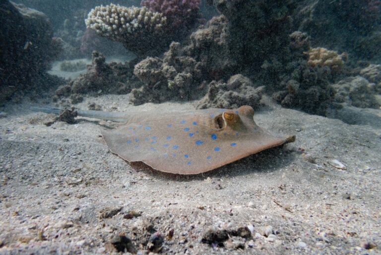 Stingray resting on the sandy seabed near coral reefs in Abu Dabbab, Egypt.