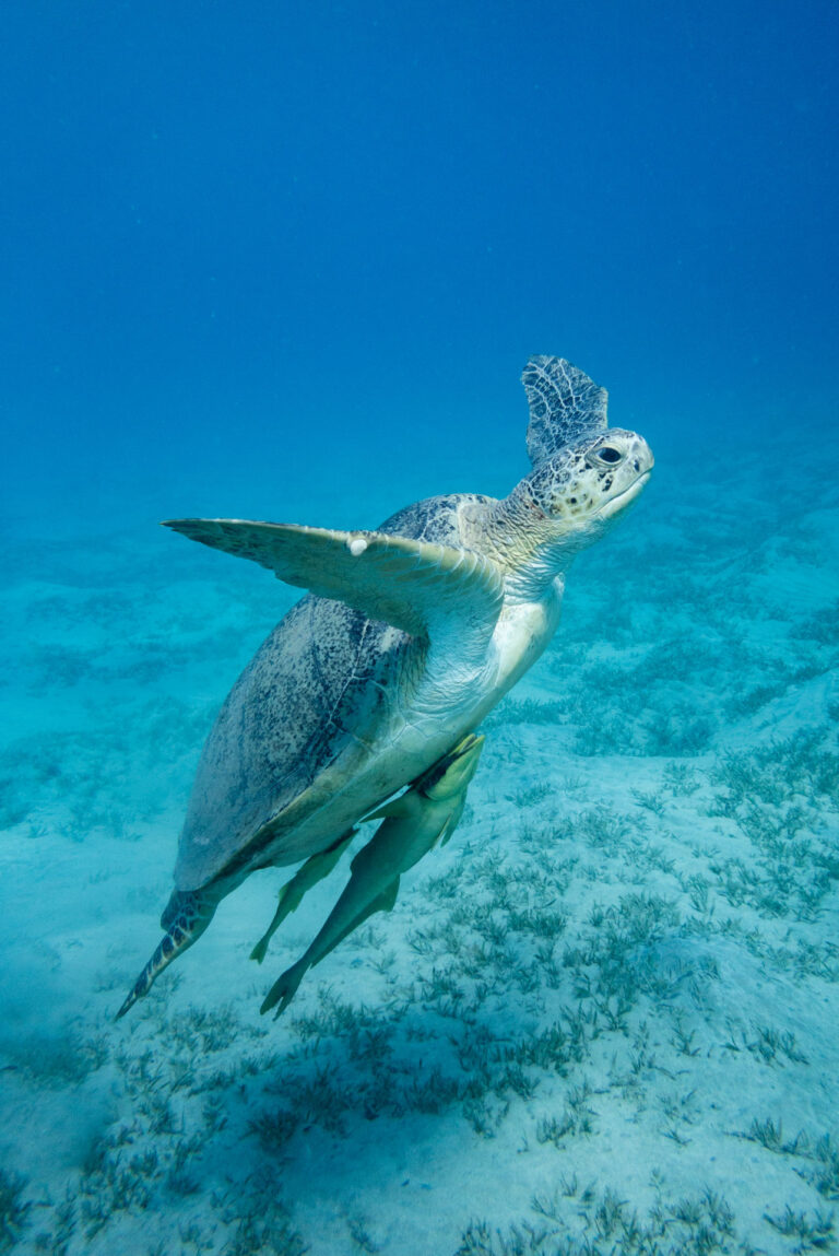 Sea turtle swimming underwater near coral reefs in Abu Dabbab, Egypt
