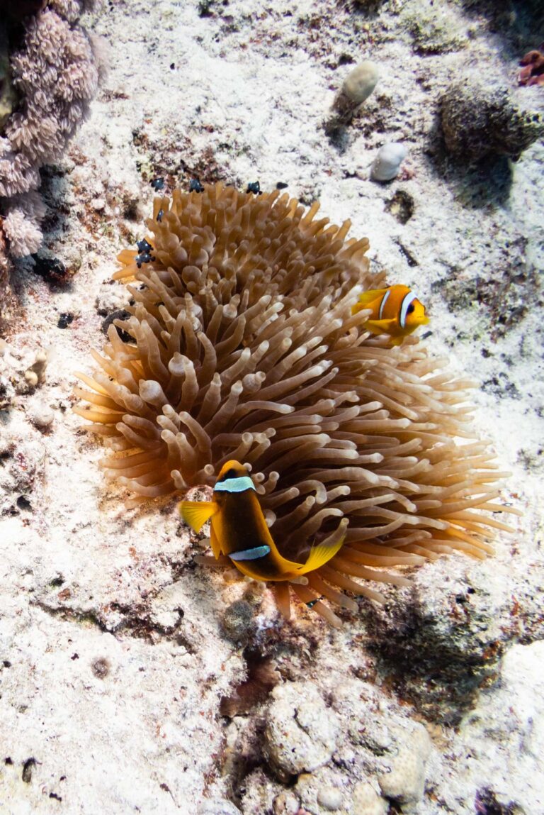 Clownfish nestled within the swaying tentacles of their anemone at Dolphin House, Red Sea, Egypt.