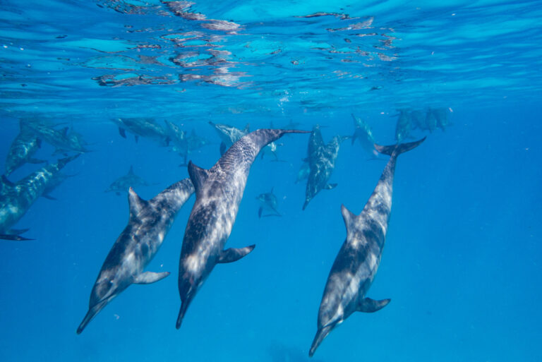 Pod of dolphins swimming together in crystal-clear waters at Dolphin House, Egypt.