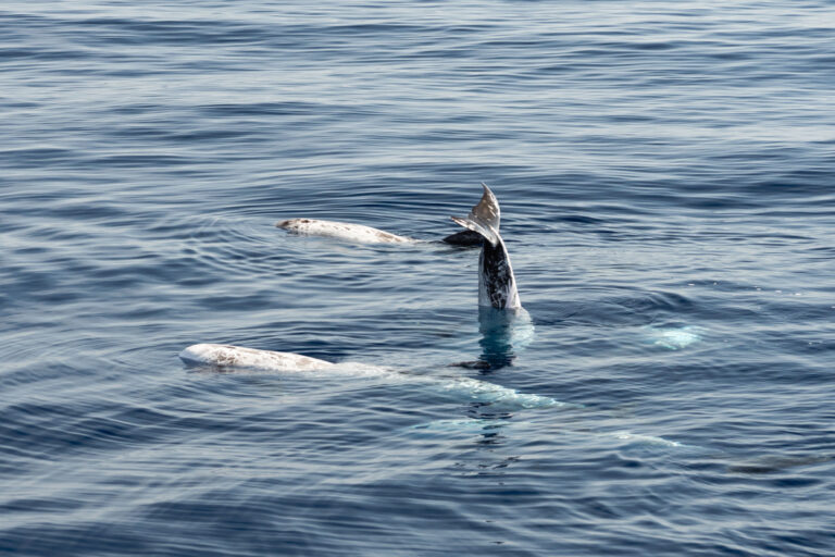 Risso’s dolphin swimming near the surface of the open sea in Sanary, France.
