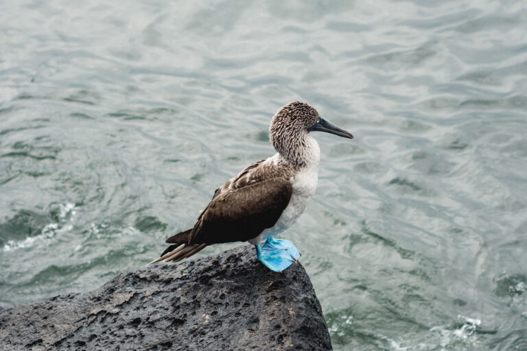 Blue-footed booby standing on a rocky shore with clear ocean waves in San Cristobal, Galápagos Islands.
