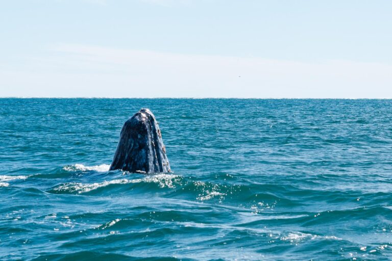 Grey whale tail emerging from the sea during whale watching at Puerto Chalé, Mexico.