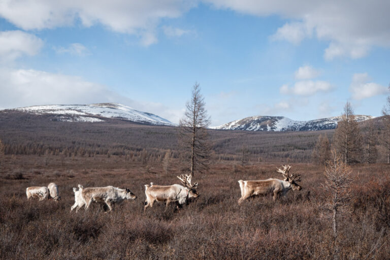 Herd of reindeer roaming snowy steppe, northern Mongolia.