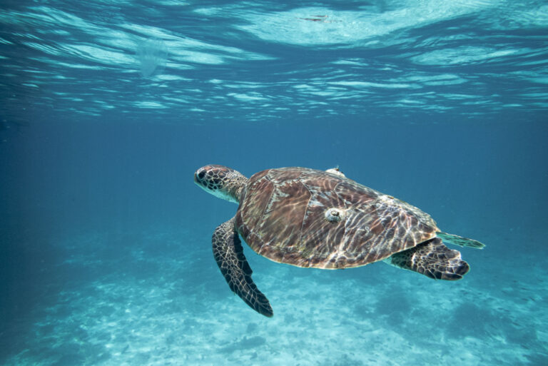Sea turtle swimming underwater near coral reefs at Ad Dimaniyat Islands, Muscat, Oman.