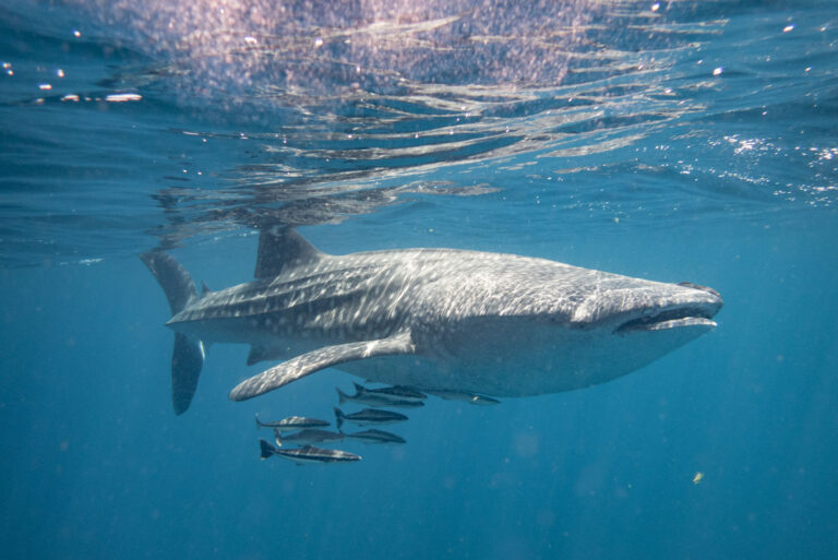 Whaleshark gliding through clear blue waters near Ad Dimaniyat Islands, Oman.