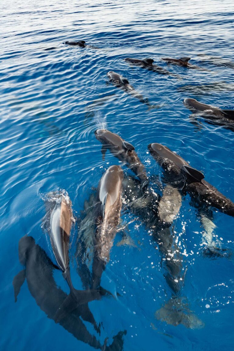 Pod of pilot whales swimming together under a calm blue ocean near Sanary, France.