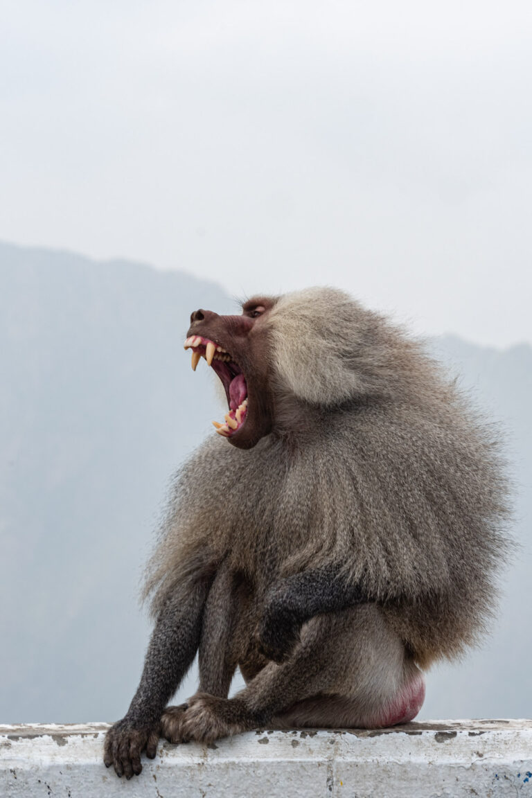 Baboon sitting on a rock with a mountainous landscape in Rijal Almaa, Saudi Arabia.