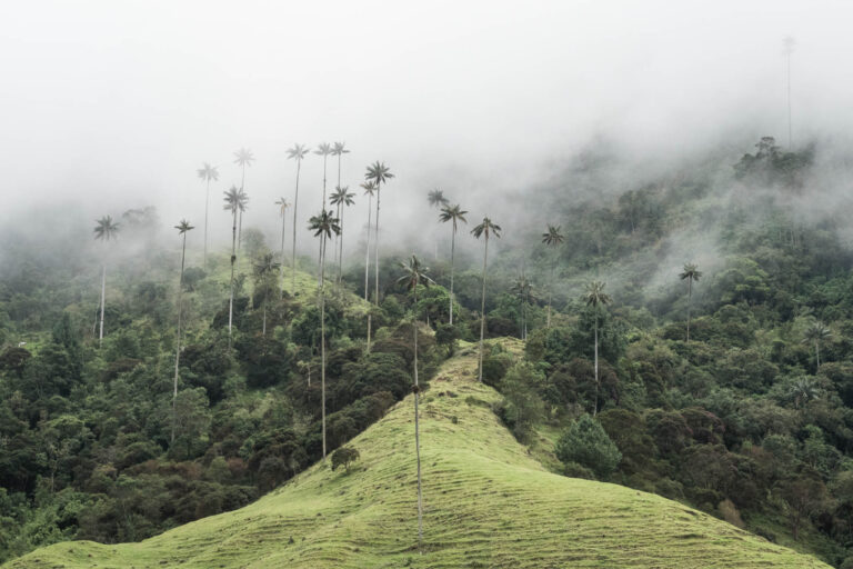 Towering wax palm trees rising through mist in Valle del Cocora, Colombia