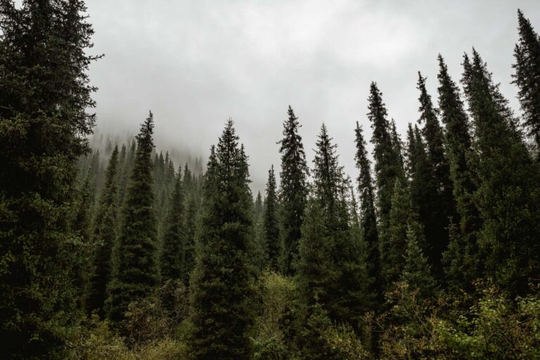 Expansive green landscapes and nomadic yurts on Kazakhstan’s Asy Plateau