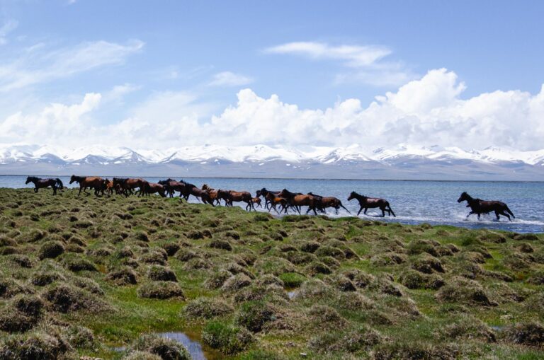 Wild horses emerging from the lake of Song Kul in the high mountains of Kyrgyzstan.