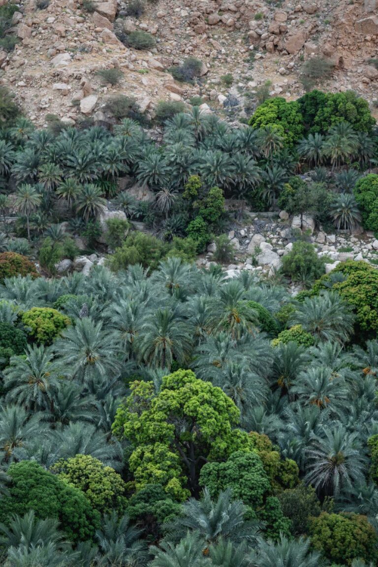 Wadi Tiwi’s lush green oasis surrounded by rocky cliffs in Oman