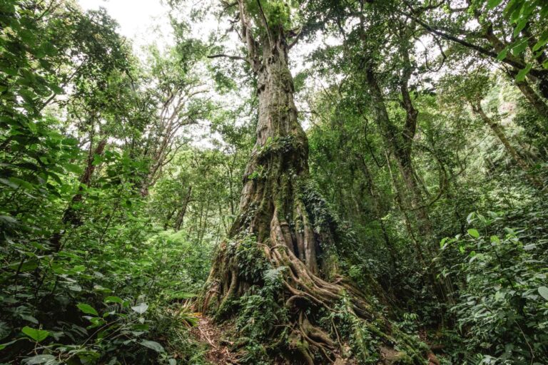 Misty mountain views and lush greenery in Boquete’s highlands, Panama