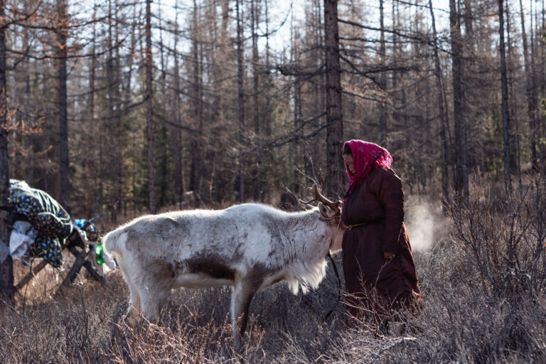 Woman leading reindeer through snowy forest in northern Mongolia.