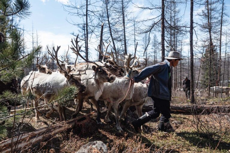 Man tending reindeer next to a forested slope in Mongolia.