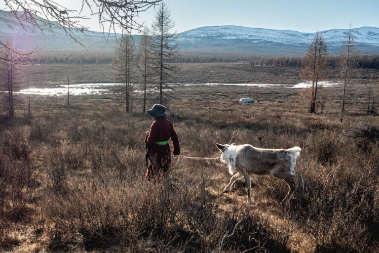 Reindeer herd grazing in open valley surrounded by trees