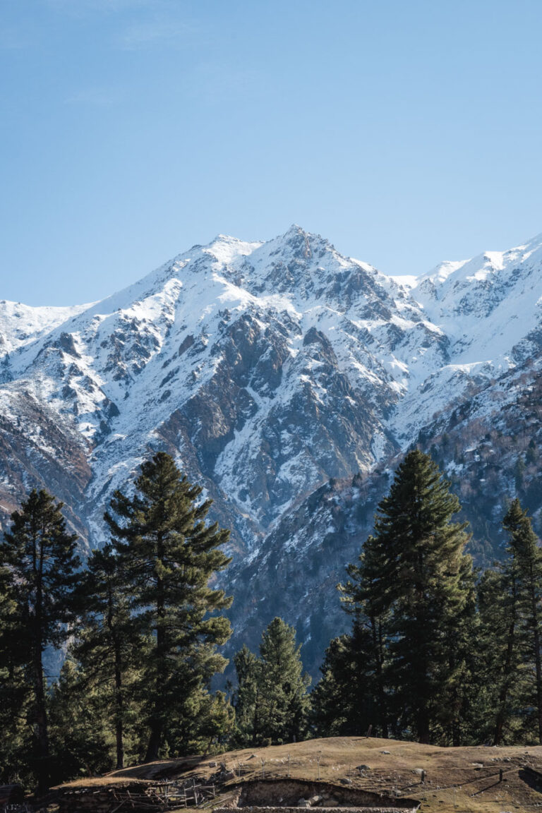 Majestic view of Nanga Parbat framed by pine trees at Fairy Meadows in northern Pakistan