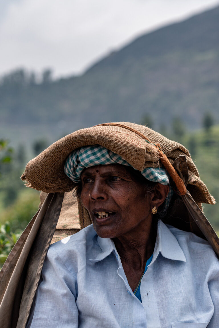 : Indian woman with wide-brimmed hat carrying harvest in Kerala, Munnar, teas plantation