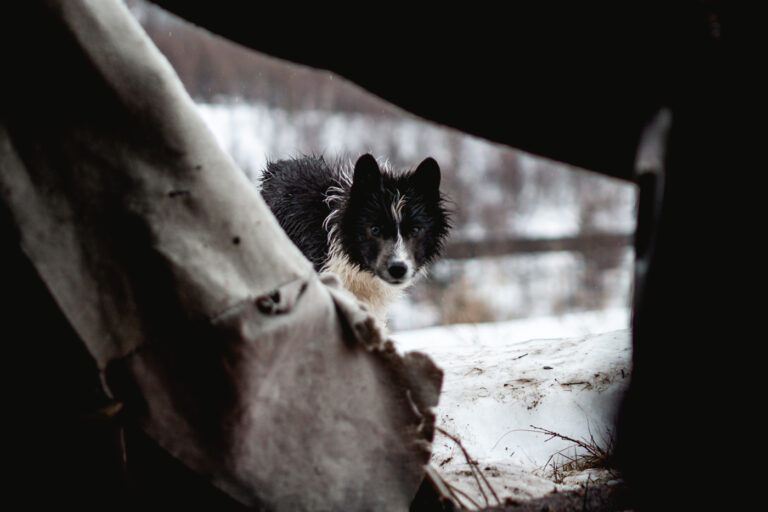Dog seen from inside their chum tent, silhouetted by snowy light.