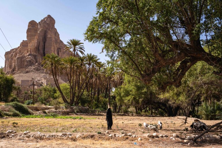 A wide desert landscape in Hadhramaut featuring palm trees, a woman and ancient cliffside buildings.