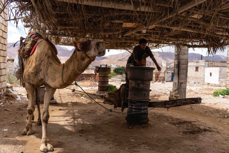 A camel harnessed to a traditional mill under a thatched roof on the road to Mukallah.