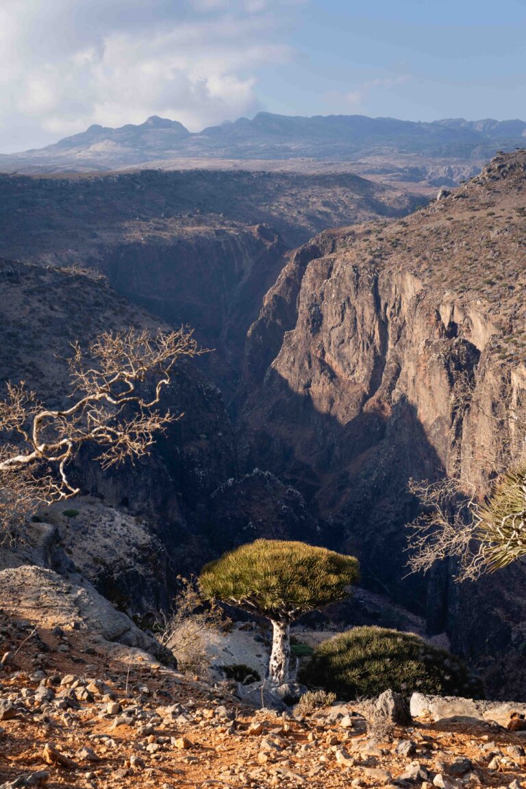 A lone Dragon Blood tree overlooking a deep, rocky canyon in Firmihin Forest.