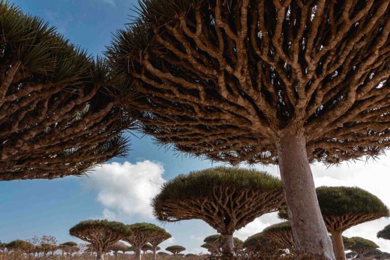 Several iconic Dragon Blood trees with their unique umbrella-shaped canopies against a blue sky.