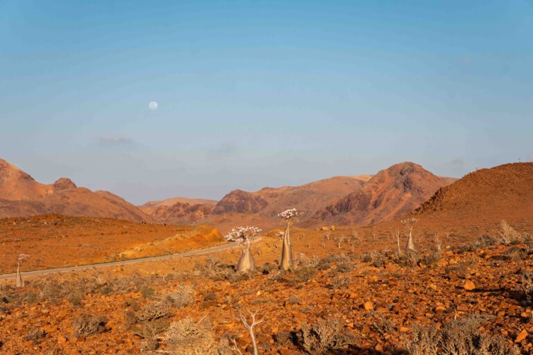 A rugged, orange-hued desert landscape with desert rose tree under a clear sky in Socotra.