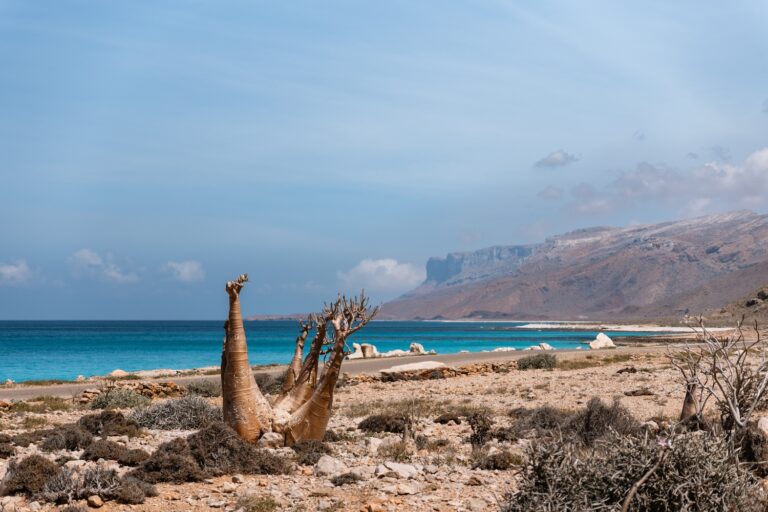 A piece of driftwood on the white sands of Arher Beach, Socotra Island.